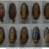 sat acaciae pupa5 volg